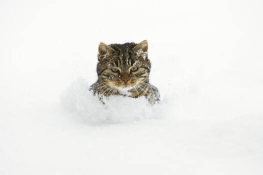 Konrad Wothe - House Cat In Deep Snow Germany Konrad Wothe - House Cat In Deep Snow Germany