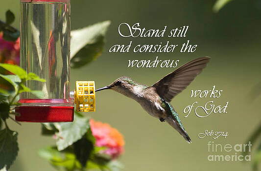 Jill Lang - Hummingbird with Scripture Jill Lang - Hummingbird with Scripture