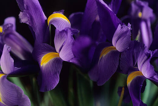 Harold E McCray - Iris I Harold E McCray - Iris I