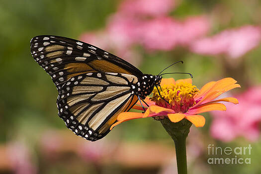 Jill Lang - Monarch Butterfly Jill Lang - Monarch Butterfly