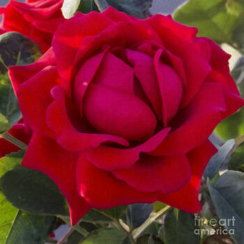 Pravine Chester - Painting of a rose Pravine Chester - Painting of a rose
