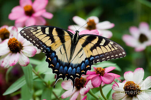 Jill Lang - Pretty Swallowtail Butterfly Jill Lang - Pretty Swallowtail Butterfly