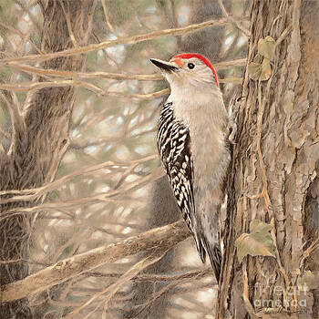 Laurie Musser - Red-bellied Woodpecker Laurie Musser - Red-bellied Woodpecker