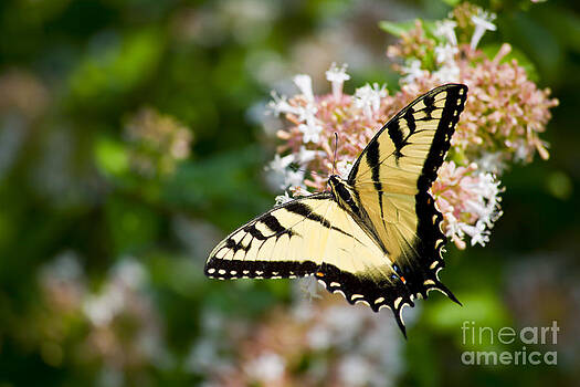 Jill Lang - Swallowtail Butterfly Feeding on Abelia Jill Lang - Swallowtail Butterfly Feeding on Abelia