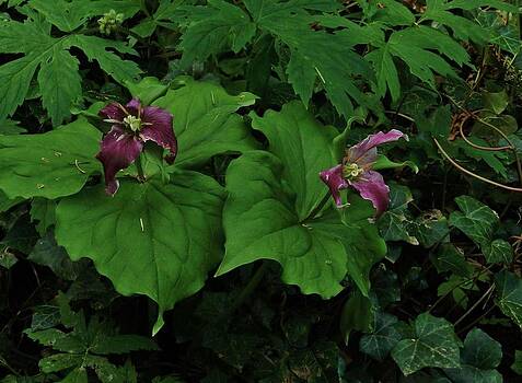 Charles Lucas - Trillium of the Forest Charles Lucas - Trillium of the Forest