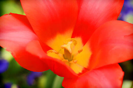 Ely Arsha - Tulips at Thanksgiving Point - 28 Ely Arsha - Tulips at Thanksgiving Point - 28