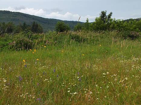Gene Cyr - Wildflower Field Gene Cyr - Wildflower Field