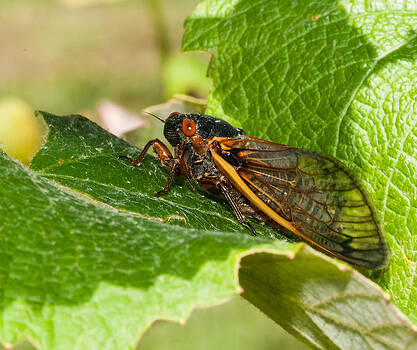 Lara Ellis - 17 Year Cicada 2 Lara Ellis - 17 Year Cicada 2