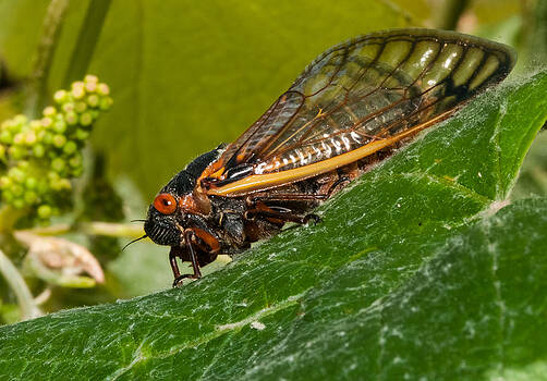 Lara Ellis - 17 Year Cicada 3 Lara Ellis - 17 Year Cicada 3
