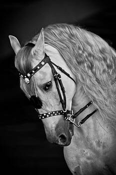 Wes and Dotty Weber - Andalusian Wes and Dotty Weber - Andalusian