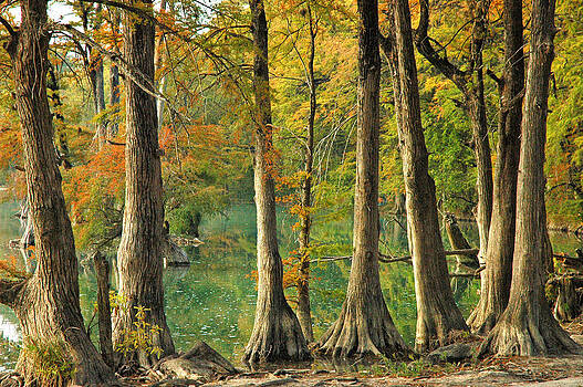 Robert Anschutz - Blanco Cypress Robert Anschutz - Blanco Cypress
