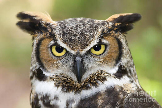 Jill Lang - Great Horned Owl Jill Lang - Great Horned Owl