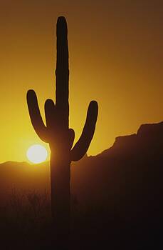 Don Kreuter - Saguaro Cactus and Sunset Don Kreuter - Saguaro Cactus and Sunset