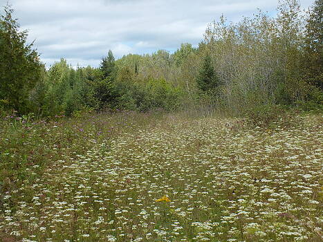 Gene Cyr - Wildflower Field Gene Cyr - Wildflower Field