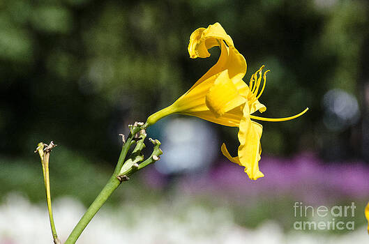 Pravine Chester - Yellow Hibiscus Pravine Chester - Yellow Hibiscus