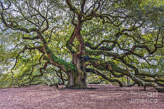 Dale Powell - Mystical Angel Oak Tree Dale Powell - Mystical Angel Oak Tree