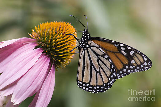 Jill Lang - Monarch Butterfly Jill Lang - Monarch Butterfly