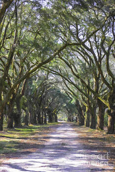 Dale Powell - Allee of Oaks Road Dale Powell - Allee of Oaks Road
