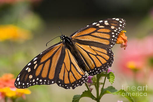 Jill Lang - Monarch Butterfly Jill Lang - Monarch Butterfly