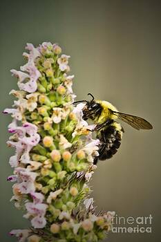 Ms Judi - A Bumble Bee Working Ms Judi - A Bumble Bee Working