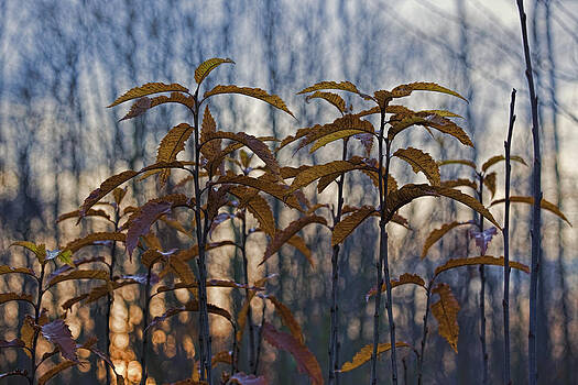 Stephen Barrie - A December Woodland Stephen Barrie - A December Woodland