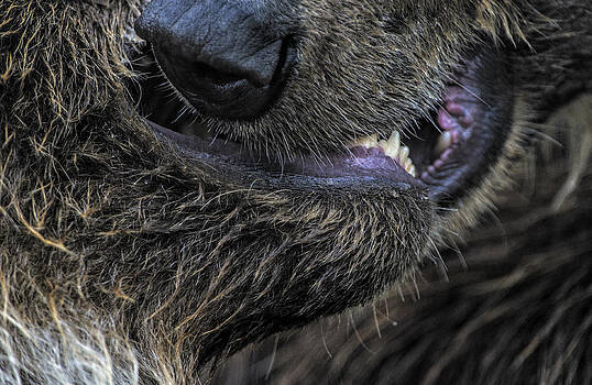 Paul W Sharpe Aka Wizard of Wonders - A Grizzly Bears Kiss Paul W Sharpe Aka Wizard of Wonders - A Grizzly Bears Kiss