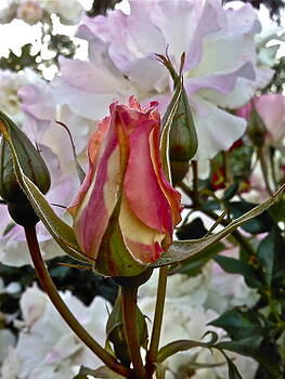 Ruth Edward Anderson - A Rosebod Ruth Edward Anderson - A Rosebod