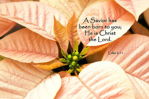 Jill Lang - A Savior has been born to you He is Christ the Lord Jill Lang - A Savior has been born to you He is Christ the Lord