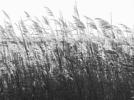 Stephen Barrie - A Study in Strength and Softness Stephen Barrie - A Study in Strength and Softness