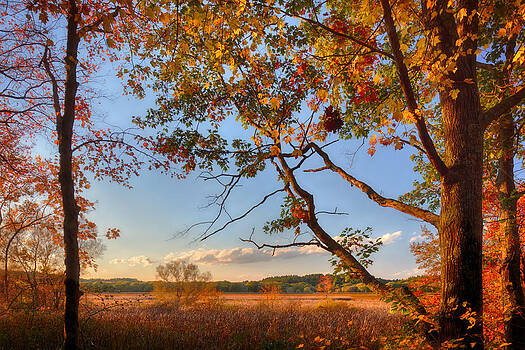 Sylvia J Zarco - A Trees View of Autumn on the Marsh Sylvia J Zarco - A Trees View of Autumn on the Marsh