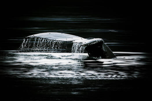 Janet Fikar - A Whale of a Tail Janet Fikar - A Whale of a Tail