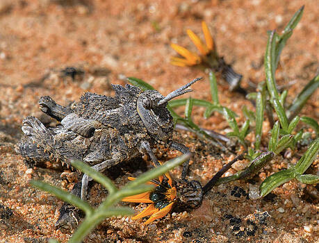 Paul W Sharpe Aka Wizard of Wonders - African Cricket Insect Paul W Sharpe Aka Wizard of Wonders - African Cricket Insect