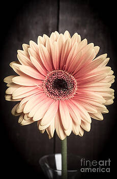 Edward Fielding - Aster flower Edward Fielding - Aster flower