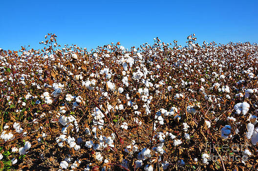 Danny Hooks - Alabama Cotton Field Danny Hooks - Alabama Cotton Field