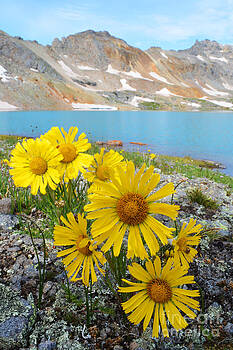 Kate Avery - Alpine Flowers Kate Avery - Alpine Flowers