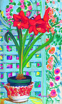 Candace Lovely - Amaryllis Candace Lovely - Amaryllis