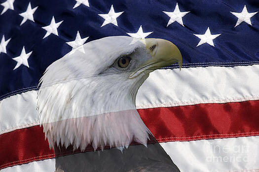 Jill Lang - American Flag and Bald Eagle Jill Lang - American Flag and Bald Eagle