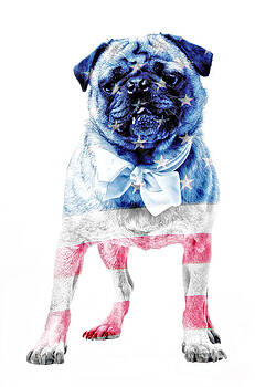 Edward Fielding - American Pug Edward Fielding - American Pug