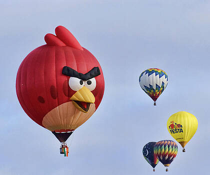 Wes and Dotty Weber - Angry Bird Wes and Dotty Weber - Angry Bird