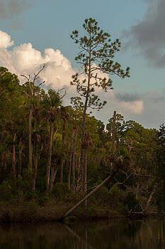 Paul Rebmann - Anhinga Pine Paul Rebmann - Anhinga Pine