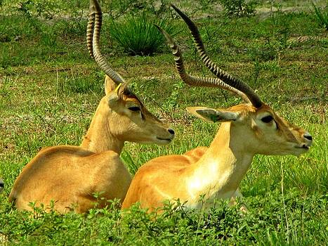 MTBobbins Photography - Antelope Pair MTBobbins Photography - Antelope Pair