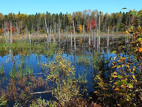 Gene Cyr - Aroostook Autumn 3 Gene Cyr - Aroostook Autumn 3
