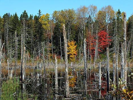 Gene Cyr - Aroostook Autumn 4 Gene Cyr - Aroostook Autumn 4