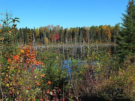 Gene Cyr - Aroostook Autumn 5 Gene Cyr - Aroostook Autumn 5