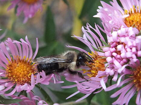 Gene Cyr - Aster and Bee Gene Cyr - Aster and Bee