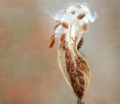 Fraida Gutovich - Autumn Arrival 3 Fraida Gutovich - Autumn Arrival 3