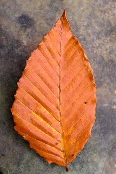 Chris Bordeleau - Autumn Beech Leaf on Stone Four Chris Bordeleau - Autumn Beech Leaf on Stone Four