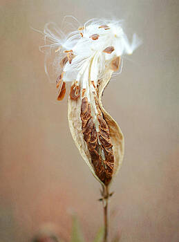 Fraida Gutovich - Autumn Arrival Fraida Gutovich - Autumn Arrival