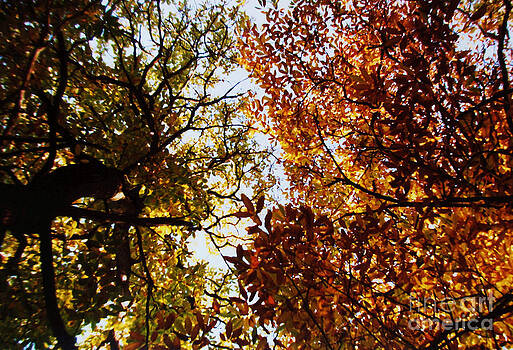 Martin Howard - Autumn Chestnut Canopy Martin Howard - Autumn Chestnut Canopy