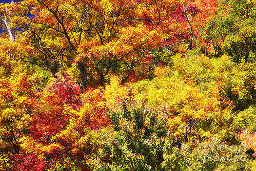 Jill Lang - Autumn Color Jill Lang - Autumn Color